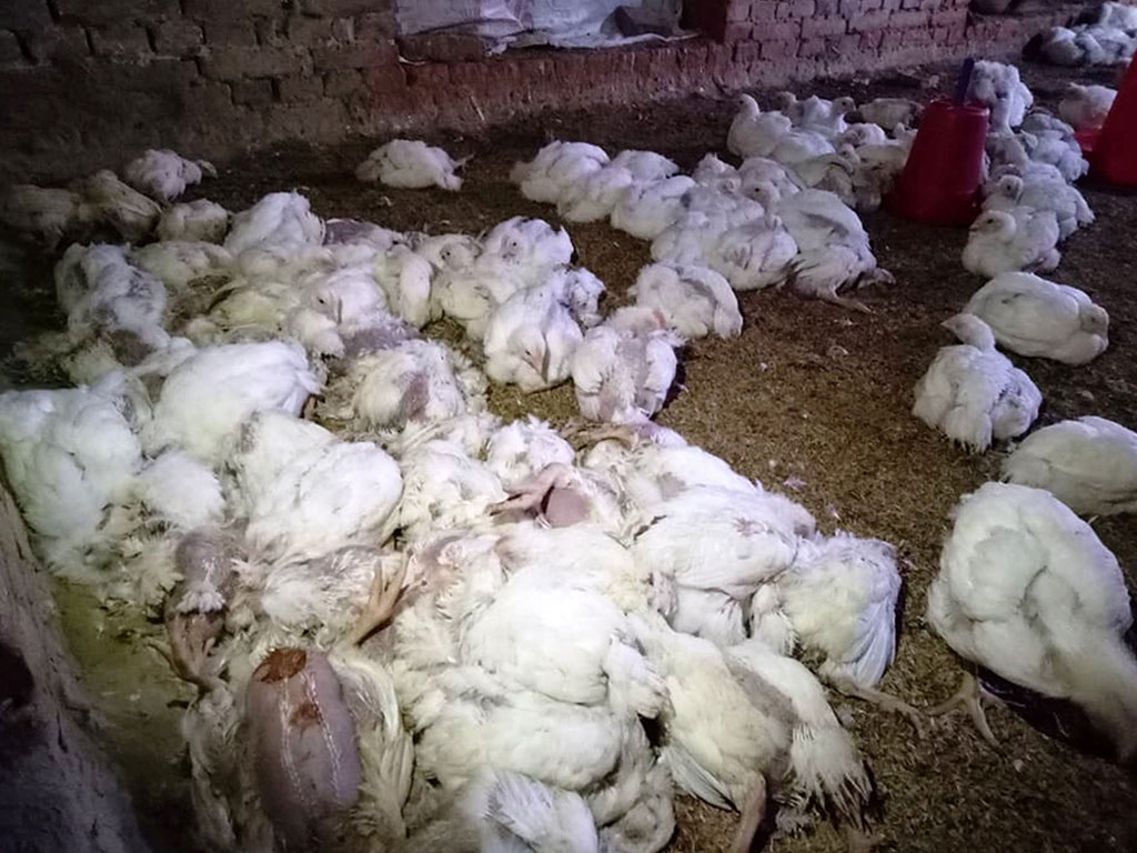भक्तपुरका कुखुरामा भेटियो बर्डफ्लु